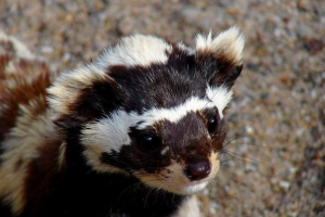 Порожня - маленька педантська мила Порожня - маленька педантська мила